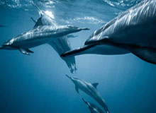 2026年会是暴雪最重要的一年吗？《Variety》专访暴雪总裁 Johanna Faries